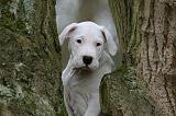 DOGUE ARGENTIN 324